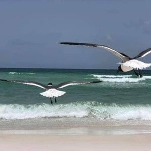 Meet your Posher, Betty